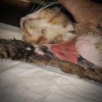 Axillary wound in a cat which was managed by a skin flap