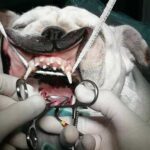 Shortening of the soft palate in a French bulldog