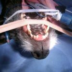 Tumour of the upper jaw ready for surgical removal (premaxillectomy)